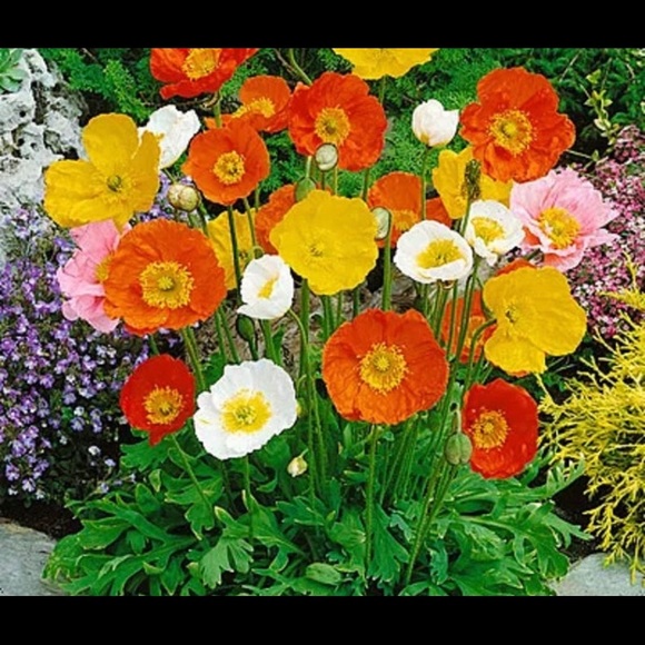 Meet your Posher, Carleen - Picture 1 of 1